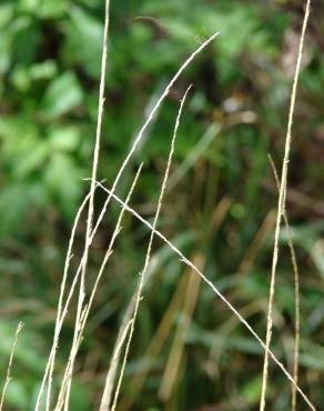 Fotografia 9 da espécie Sporobolus indicus no Jardim Botânico UTAD