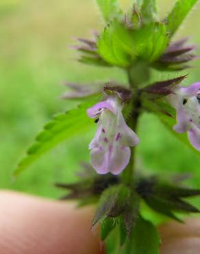 Fotografia 8 da espécie Stachys arvensis no Jardim Botânico UTAD