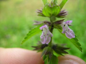 Fotografia da espécie Stachys arvensis