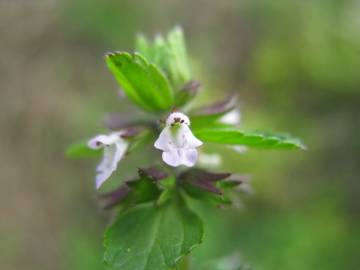 Fotografia da espécie Stachys arvensis