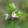 Fotografia 10 da espécie Stachys arvensis do Jardim Botânico UTAD