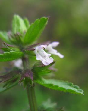 Fotografia 11 da espécie Stachys arvensis no Jardim Botânico UTAD