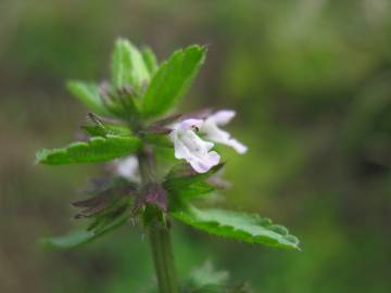 Fotografia da espécie Stachys arvensis