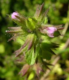 Fotografia da espécie Stachys arvensis