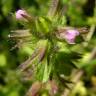 Fotografia 12 da espécie Stachys arvensis do Jardim Botânico UTAD