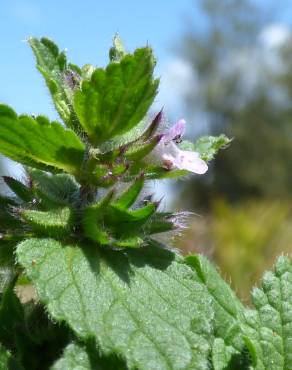 Fotografia 14 da espécie Stachys arvensis no Jardim Botânico UTAD