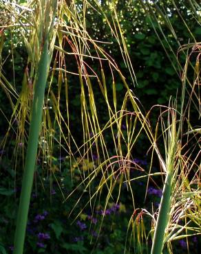 Fotografia 8 da espécie Stipa gigantea no Jardim Botânico UTAD