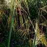 Fotografia 8 da espécie Stipa gigantea do Jardim Botânico UTAD