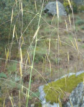 Fotografia 9 da espécie Stipa gigantea no Jardim Botânico UTAD