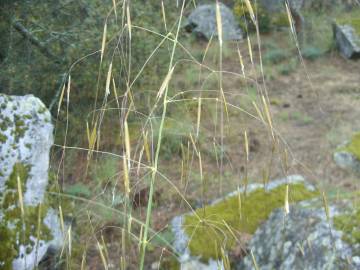 Fotografia da espécie Stipa gigantea