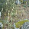 Fotografia 9 da espécie Stipa gigantea do Jardim Botânico UTAD