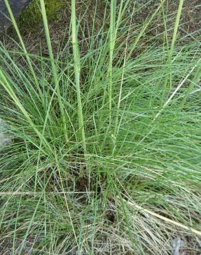 Fotografia 10 da espécie Stipa gigantea no Jardim Botânico UTAD