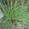 Fotografia 10 da espécie Stipa gigantea do Jardim Botânico UTAD