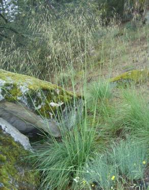 Fotografia 11 da espécie Stipa gigantea no Jardim Botânico UTAD