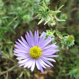 Fotografia da espécie Symphyotrichum novi-belgii