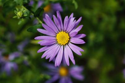 Fotografia da espécie Symphyotrichum novi-belgii