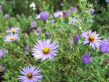 Fotografia da espécie Symphyotrichum novi-belgii