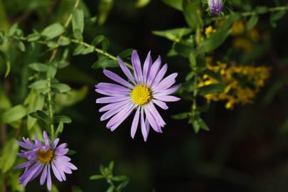 Fotografia da espécie Symphyotrichum novi-belgii