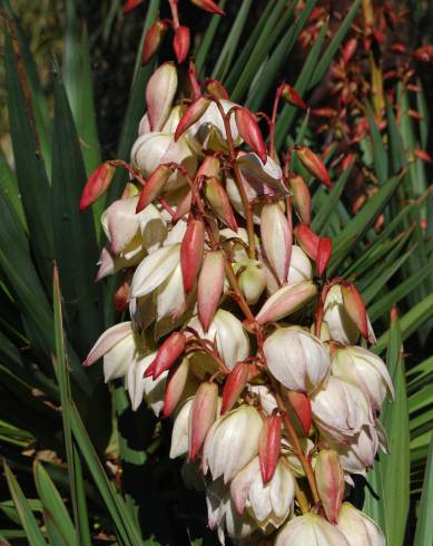 Fotografia de capa Yucca gloriosa - do Jardim Botânico