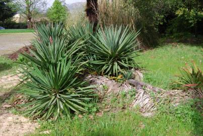 Fotografia da espécie Yucca gloriosa