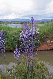 Fotografia da espécie Scilla hyacinthoides