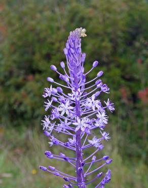 Fotografia 5 da espécie Scilla hyacinthoides no Jardim Botânico UTAD