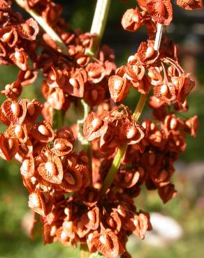 Fotografia 4 da espécie Rumex crispus no Jardim Botânico UTAD