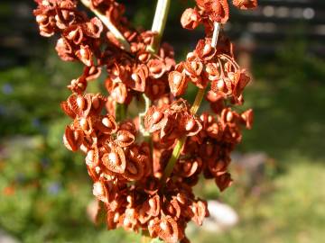 Fotografia da espécie Rumex crispus