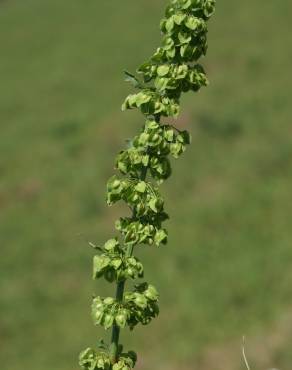 Fotografia 6 da espécie Rumex crispus no Jardim Botânico UTAD