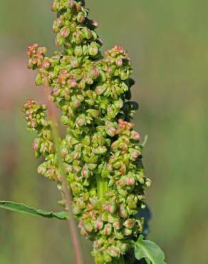 Fotografia 7 da espécie Rumex crispus no Jardim Botânico UTAD