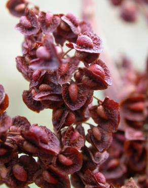 Fotografia 8 da espécie Rumex crispus no Jardim Botânico UTAD