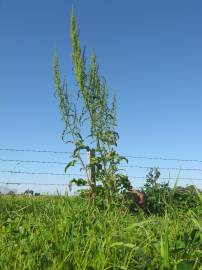 Fotografia da espécie Rumex crispus