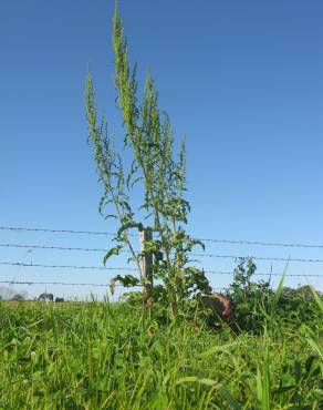 Fotografia 10 da espécie Rumex crispus no Jardim Botânico UTAD