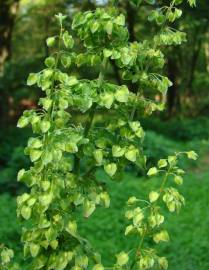 Fotografia da espécie Rumex crispus