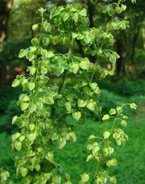 Fotografia 12 da espécie Rumex crispus no Jardim Botânico UTAD