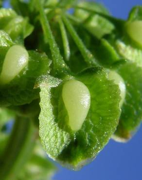 Fotografia 13 da espécie Rumex crispus no Jardim Botânico UTAD