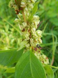 Fotografia da espécie Rumex crispus