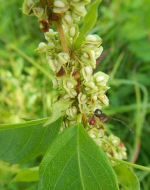 Fotografia 14 da espécie Rumex crispus no Jardim Botânico UTAD