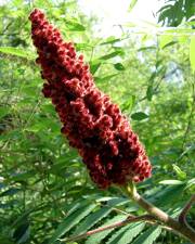 Fotografia da espécie Rhus coriaria