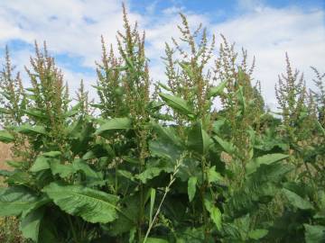 Fotografia da espécie Rumex obtusifolius