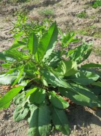 Fotografia da espécie Rumex obtusifolius