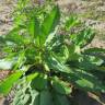 Fotografia 4 da espécie Rumex obtusifolius do Jardim Botânico UTAD