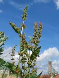 Fotografia da espécie Rumex obtusifolius