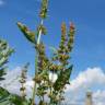 Fotografia 5 da espécie Rumex obtusifolius do Jardim Botânico UTAD