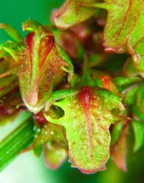 Fotografia 6 da espécie Rumex obtusifolius no Jardim Botânico UTAD