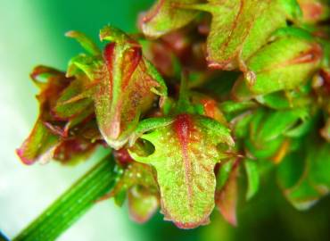 Fotografia da espécie Rumex obtusifolius