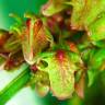 Fotografia 6 da espécie Rumex obtusifolius do Jardim Botânico UTAD