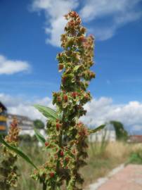 Fotografia da espécie Rumex obtusifolius