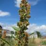 Fotografia 1 da espécie Rumex obtusifolius do Jardim Botânico UTAD