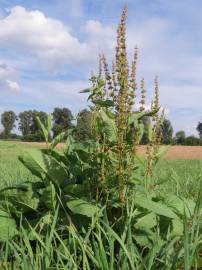 Fotografia da espécie Rumex obtusifolius